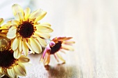 Chrysanthemums on wooden background