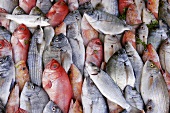 Fresh fish at a market