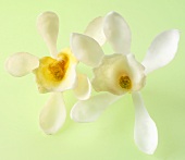 Zwei Vanilleblüten vor grünem Hintergrund