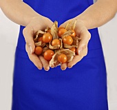 Hands holding physalis