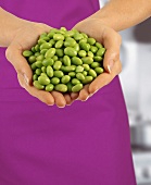 Hands holding fresh soya beans