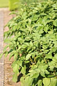 Several potato plants in a vegetable bed