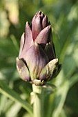 An artichoke bud (close-up)