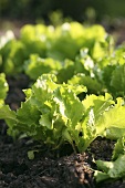Eine Salatpflanze im Beet