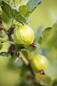 Two gooseberries on the branch
