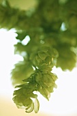 Several dried hop flowers