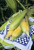 Fresh corn on the cob on checked cloth