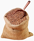Brown lentils in jute sack with scoop