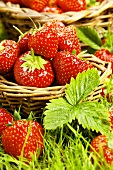 Strawberries in a small basket