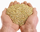 Hands holding buckwheat