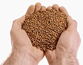 Hands holding brown lentils