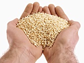 Hands holding quinoa