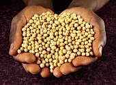 Hands holding soya beans