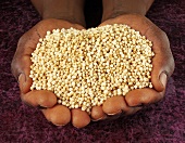 Hands holding quinoa