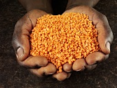 Hands holding red lentils