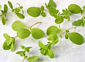 Fresh marjoram