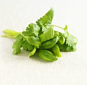Bunch of basil and coriander
