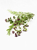 Bunch of thyme and rosemary