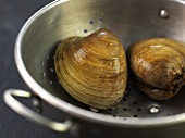 Two clams in a colander