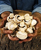 Man holding fresh button mushrooms in both hands