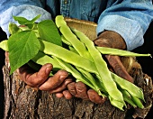 Man holding climbing French beans in both hands over tree trunk