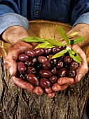 Mann hält frische Kalamata-Oliven in beiden Händen
