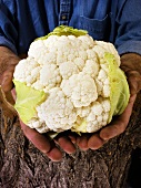 Man holding a cauliflower in both hands
