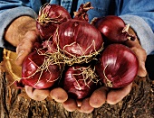 Man holding red onions in both hands over a tree trunk