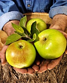Mann hält Bramley-Äpfel in beiden Händen über einem Baumstamm