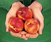 Hands holding three nectarines