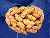 Hands holding potatoes