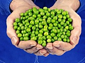 Hands holding peas