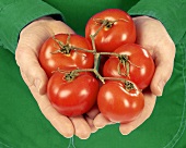 Hands holding fresh tomatoes on the vine