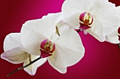 Orchid flowers on pink background