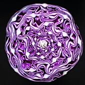 Red cabbage (cross-section)