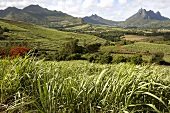 Zuckerrohrplantage auf Mauritius