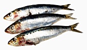 Three sardines