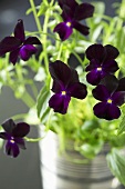 Black horned violets