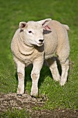 Lamb in pasture