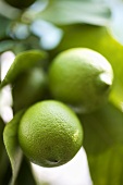 Fresh limes on the tree