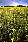 A field of flowering oilseed rape