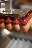 Eier-Transport in einer Hühnerfarm
