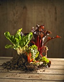 Three different types of Swiss chard with soil