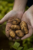 Freshly harvested potatoes