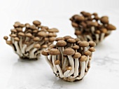 Honshimiji mushrooms