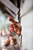 Hens peeping out of a hatch