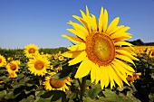 Sunflower field