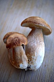 Fresh cep mushrooms