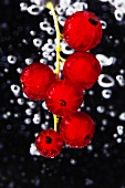 Redcurrants in water