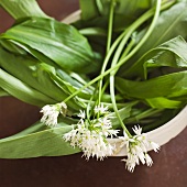 Ramsons (wild garlic) with flowers